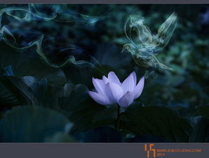 關(guān)于夢和蓮花詩句