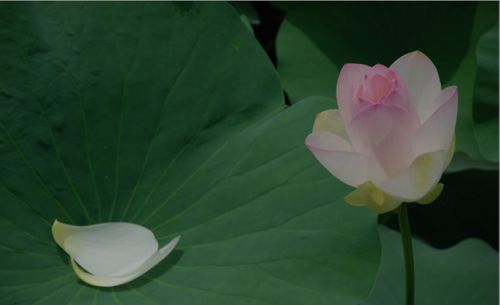 古詩,詩句,大全