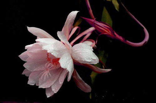 有關(guān)曇花的古詩句,曇花的古詩句,曇花古詩句詞