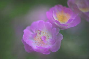 古詩描述薔薇花的詩句
