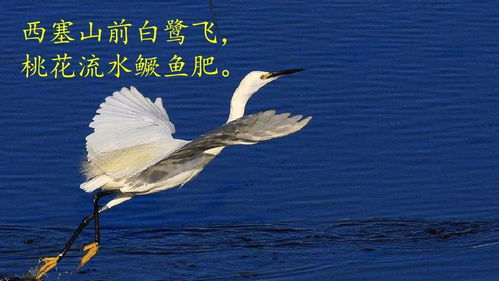 關于白鷺黃昏低飛圖詩句