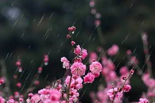關(guān)于立春的桃花的詩句