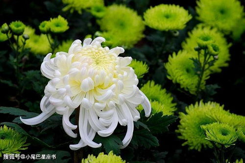 詩句,菊花,siju