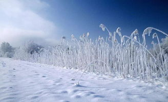 關(guān)于雪飄落的詩句句子