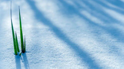 一覺醒來下雪的詩(shī)句古詩(shī)