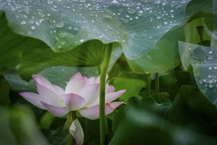 關于雨中賞荷的詩句