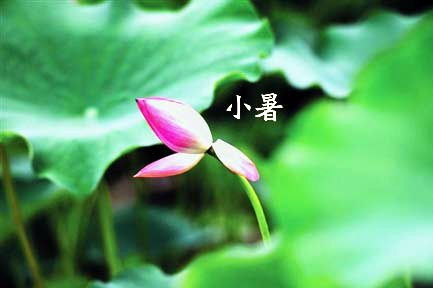 關(guān)于小暑的養(yǎng)生詩句
