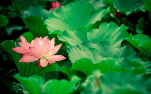 兩句,春夏秋冬,詩句