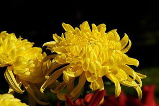 關(guān)于菊花的siju詩句