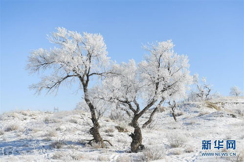 白雪皚皚的原野古詩,白雪皚皚的詩句古詩,描寫白雪皚皚的古詩