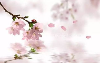 古詩,詩句,桃花,春天