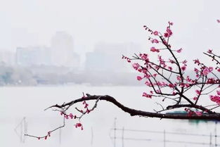冬盼春來(lái)古詩(shī)句