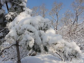 描寫雪景色的詩句古詩詞