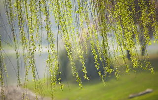 寫春風(fēng)風(fēng)的古詩(shī)句