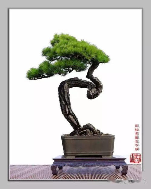 松樹,詩(shī)句,表現(xiàn)