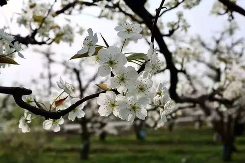 關(guān)于春天和梨花的古詩句