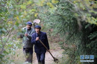 詩句,家鄉(xiāng),生活