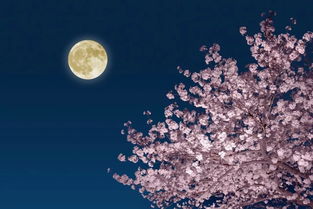 關(guān)于月亮的孤獨(dú)的詩(shī)句詩(shī)句