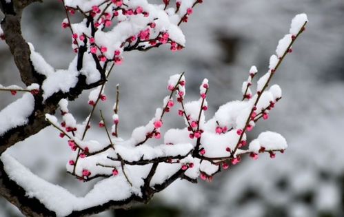 關于梅花和雪的詩句古詩詞