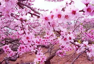 詩句,桃花