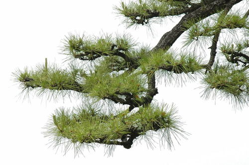 關(guān)于松樹的古詩(shī)句和名言警句