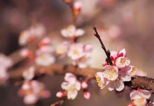 關(guān)于美德的詩句整首