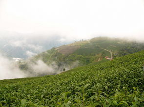 關(guān)于高山茶的詩句