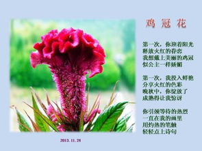 贊玫瑰花的詩(shī)句古詩(shī)