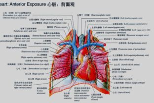 關(guān)于心臟形狀位置的詩句