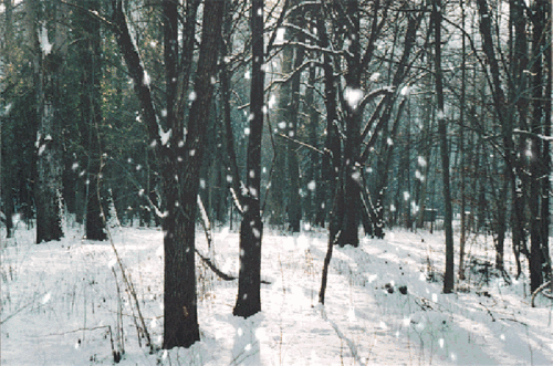 詩句,語句,于雪