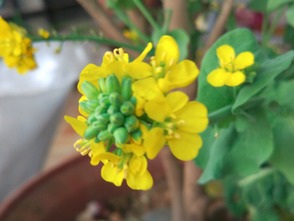 關于贊美白菜的詩句春風
