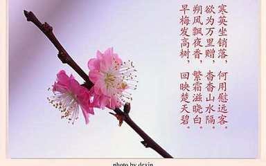 關于花的唯美詩句大全