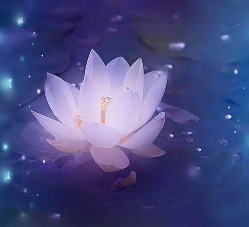 百花齊放的古詩句