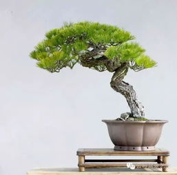 有山有松樹(shù)的古詩(shī)句,描寫松樹(shù)的古詩(shī)句有哪些,關(guān)于松樹(shù)的古詩(shī)句