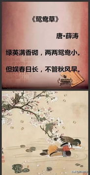 詩句,優(yōu)美,成長,生命