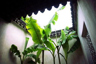 關(guān)于雨的詩句雨打芭蕉