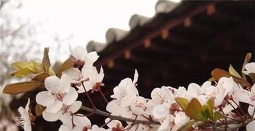 關(guān)于繁華長(zhǎng)安的詩(shī)句