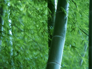 竹子,詩句,完整