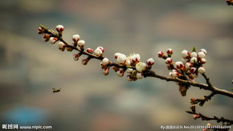 描寫蜜蜂與桃花的詩句古詩詞