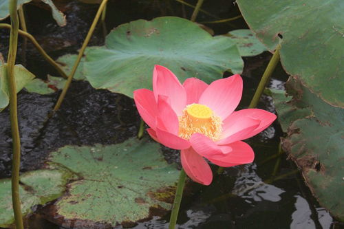 關(guān)于蓮花的詩句標(biāo)明作者出處