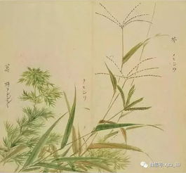 采摘,詩句,詩中