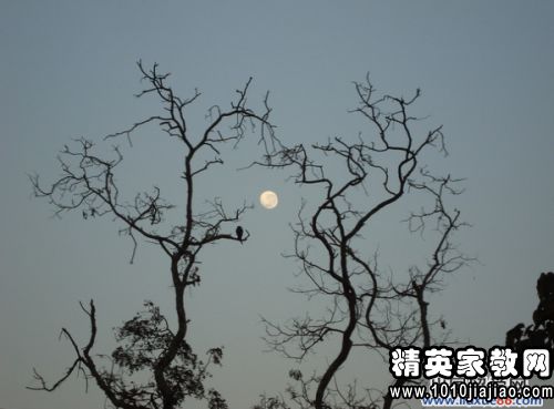 思念家鄉(xiāng)竹子的詩(shī)句古詩(shī)詞