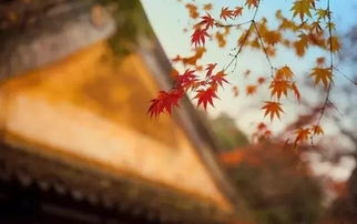 寫關(guān)于紀(jì)念古人的詩句
