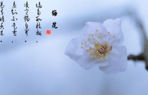 關(guān)于花的西方詩句