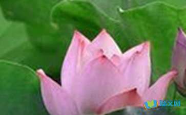 小學(xué)荷花詩句古詩大全