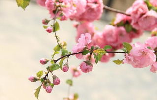 關(guān)于贊美桃花的詩句大全