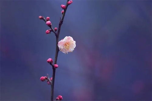 古詩中含花的詩句,古詩中的花詩句有哪些,關于花的唯美詩句古詩