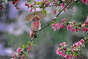關(guān)于下春雨的古詩句
