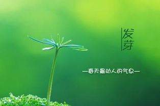 20句關(guān)于春天的古詩句,描寫春天的古詩句,贊美春天的古詩句