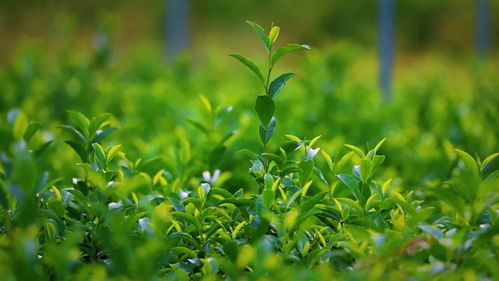 三蘇關(guān)于茶的詩句